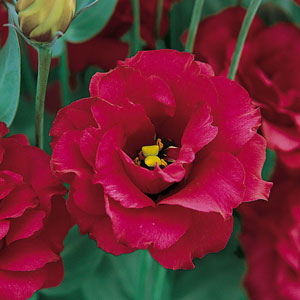 洋桔梗 eustoma-黄泷种子有限公司
