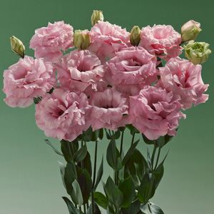 洋桔梗 eustoma-黄泷种子有限公司